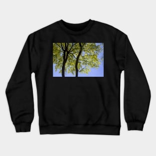 Spring Green Beech Tree Leaves Crewneck Sweatshirt